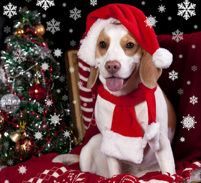 С Новым годом! С Новым годом!
